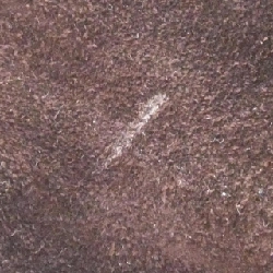 Túi xách chéo Chanel - Hàng hiệu Authentic 776668