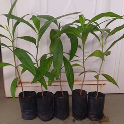 Combo 5 cây nhàu, chiều cao 25cm 504684