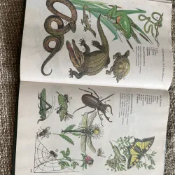 Иллюстрированный темотиЧеСкий-  словарь русского ЯЗЫКО- từ điển minh họa tiếng Nga  1003978