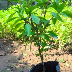 Chậu cây húng quế 478550