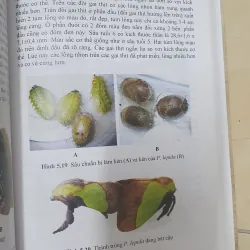 CÔN TRÙNG NHỆN GÂY HẠI CÂY ĂN TRÁI....  799628