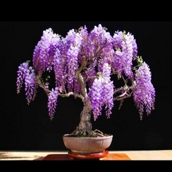 Hạt giống Bonsai hoa tử đằng – Bịch 10 hạt – Mã số 1434 213118