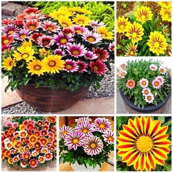 Hạt giống hoa cúc Gazania – Bịch 10 hạt – Mã số 1534