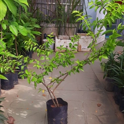 Cây mai chiếu thủy lá nhỏ, như hình chụp 78127