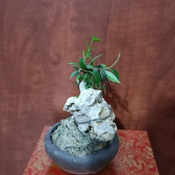 [Ảnh thật] Mai chiếu thủy siêu mini ôm đá để bàn [Bonsai mini] [Bonsai siêu mini] [Bonsai] 456176