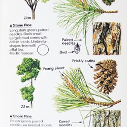 Spotter's Guide to: Trees 183986