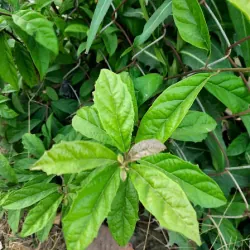 Lá xạ đen tươi 758184