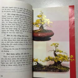 Cách chọn cây mai đẹp 799848