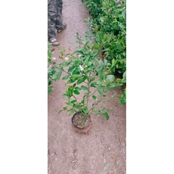 Cây chanh ta ăn lá ăn quả (đang hoa quả) cao 40-50cm 446057