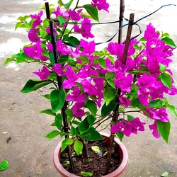 Hoa giấy hai màu trắng hồng tím 446042