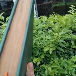 Mấy người con trai Vương Ling của Pearl Puck 970860