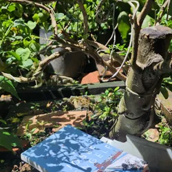 CUỘC TRỐN CHẠY CỦA JOSEF MENGELE - Oliver Guez 717718