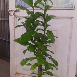 Cây đào tiên, cây như hình, chiều cao 60-80cm 502892