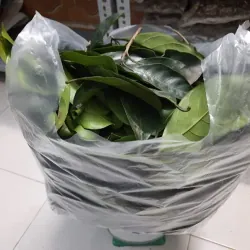 Lá cây chay tươi 758194