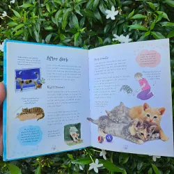 Cats and Kittens 995238