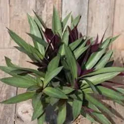 Cây lẻ bạn 760977