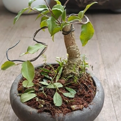 Hồng ngọc mai siêu mini [Bonsai siêu mini] [Bonsai để bàn] 462211