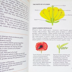 Wild Flowers 448667