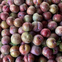 Mận hậu Sơn la  1009592