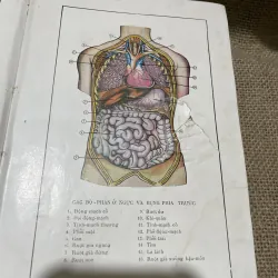 Sức khỏe chị nam- sách y trước 75-  800213