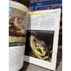 Box Turtles - Jordan Patterson 726815