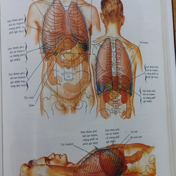 ATLAS GIẢI PHẪU NGƯỜI  541095