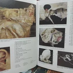 ATLAS GIẢI PHẪU NGƯỜI 592306