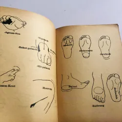 25 BÀI QUYỀN Teakwondo  777030