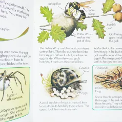 Creepy Crawlies (Usborne First Nature) 335859