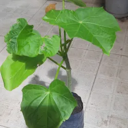 Cây đậu cọc rào, như hình 760975