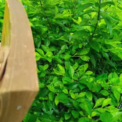 Vật lý tiến hóa luận của Albert Einstein và Leopold Infeld  1001250