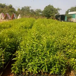 Lá vối nếp tươi 758114