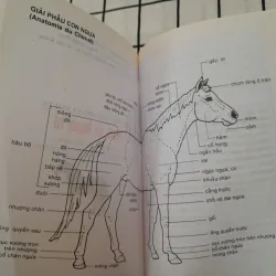 NGỰA & NGỰA TƠ- Nhận dạng 108 loại ngựa trên thế giới. Dịch từ t. Pháp. Tg  David Burn 792190