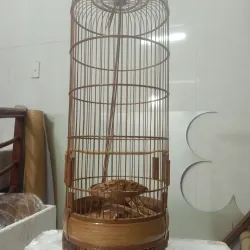 lồng khuyên hút mật cao, phóng  1027623