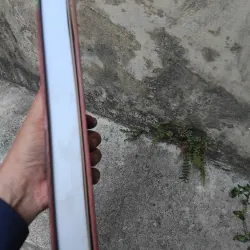 Tăng San bốc dịch  1033256