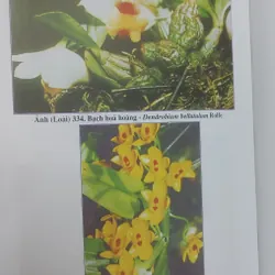 SÁCH ĐỎ VIỆT NAM - PHẦN THỰC VẬT  568462