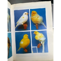 Kỹ thuật nuôi chim yến hót - Việt Chương