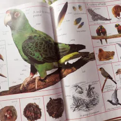 The Children's Visual Dictionary 1027422