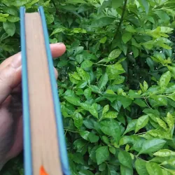 Cây sáo nàng Tan tập truyện Albania 1004721