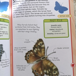 SPOT 50 INSECTS  405261