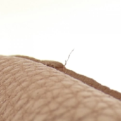 【Vintage】Túi xách vai Fendi SELLERIA 8BR442 NDU 613096