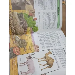 Hamlyn junior encyclopedia 584592