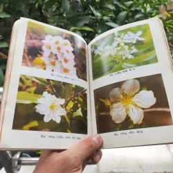 Kỹ Thuật Trồng Và Ghép Mai - Huỳnh Văn Thới 928913