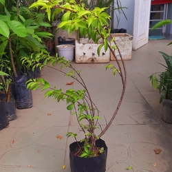 Cây mai chiếu thủy lá nhỏ, như hình chụp 78127