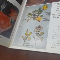 Huỳnh Văn Thới - Kỹ thuật TRỒNG và GHÉP HOA HỒNG 543619