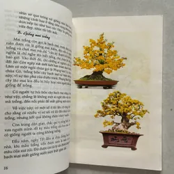 Thú chơi Mai ghép (Mai bonsai) 720792