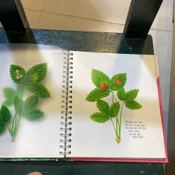 Những khám phá đầu tiên của tớ - Hoa - nhã nam 2018  1027415