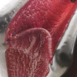 Ví Gucci 647788 2TWAG 620252