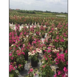 Hoa giấy màu phớt hồng sakura 446050