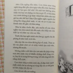 Sách CÓ HAI CON MÈO NGỒI BÊN CỬA SỔ - NGUYỄN NHẬT ÁNH - tình trạng tốt 90% 751838